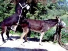 Breeding Horse Mating | Love and Donkey - Mating Horses Breeding