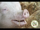 Heather Pig -   resident at Farm Animal Rescue