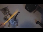 Funny Animals Cats Videos Top Funny Cats Video 2014 Funny Cats Crazy Cat and Dogs