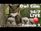 Great Horned Owl Live Cam #2