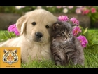 Shock!   Dog Making Love Cat- XYZ...- Not Stop Laughing- Review 2015- Animal World.