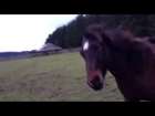 Storybook Horse Farm's colts running & playing