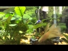 Betta male fish with Chinese algae eater