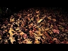 Hypnotic autumn - 1 hour of relax - meditation - HD
