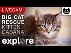 Kitten Cabana - Big Cat Rescue powered by EXPLORE.org