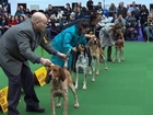 Westminster Kennel Club prepares to name top dog