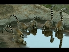 Cute Baby Twin Ring Tailed Lemurs - Madagascar w/ David Attenborough - BBC