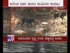 Two Dogs Attack King Cobra in Karwar, Karnataka - TV9