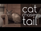 Funny Cat Chasing Tail