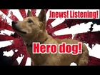 Rescued dog becomes RESCUE dog! (JNEWS! Listening)