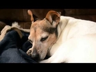 My Dog Falling Asleep: Sleeping Jack Russell Terrier
