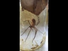 Spider fixing a broken leg with silk!