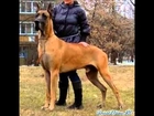 most dangerous dogs ever (top 10) pitbull,doberman,caucasian,bullmastiff,mastiff,corso,guard, dogs,