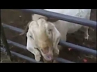 GAME OF GOATS (Game of Thrones Goat Version) #GOaT