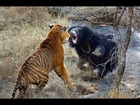 Best Animal Fights Caught On Tape 2017 | Wildlife Animal Attack | Lion vs Hyenas vs Tiger Real Fight