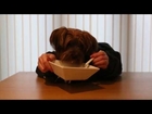 Yorkshire Terrier Dog Eating His Breakfast ***FUNNY***
