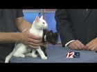 Rescue A Pet: Summer and Blue