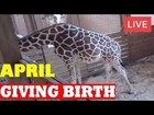 Animal Park April The Giraffe Cam Live - April The Giraffe Giving Birth?