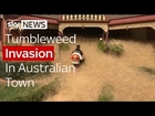 'Hairy Panic' Tumbleweed Swamps Oz Town