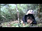WWF shows us what a masturbating panda looks like