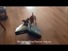 Wodonga Dog Rescue - Dynamo
