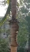 Just a Snake Climbing a Palm Tree