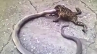 Toad eats snake alive..