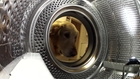 Golden Retrieves Beloved Teddy From the Washing Machine