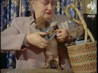 Miniature Dachshund Pups ( 1957 )