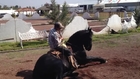 Talented Trained Dancing Horse