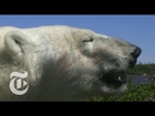 Fast Food for Polar Bears | The New York Times