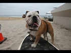 Summer Loving for Tillman the Skateboarding and Surfing BullDog