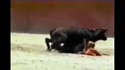 Young bull gets hard on for sexy midget female bullfighter and tries to rape her