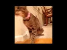 Funny Videos   Funny Cats Video   Funny Animals, Funny Fails, Funny Vines 2014   YouTube Segment 0 x