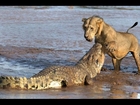 Wild animal The Big Crocodile Vs Big Cat Lion