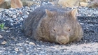 Sheepdog Puppy Keeps Close Eye on Sick Wombat