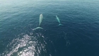 Drone Captures Blue Whale Nursing Calf