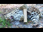 Leopard Loves Mens Body Spray!