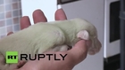 Spain: Green puppy stuns dog breeders