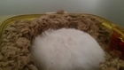 Hamster Snowball After Get Up