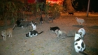 killers have been Butchering cats on Cat island in Puerto Vallarta [Update]