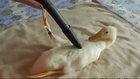 Here is an animal-friendly way to vacuum a duck, if it would one day be necessary