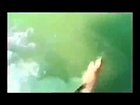 When Crazy Animals Attack   Dog Attacks a Shark! ~ Best Funny Animals 2014