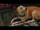 News crew rescues dog chained, abandoned in TX flood