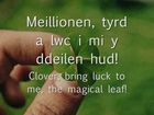 Meillionen - Big Leaves (geiriau / lyrics)