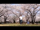Cherry Blossom Juggling....... in Tokyo
