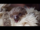 Baby Sloth Edward Will Melt Your Heart!