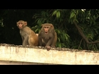政府庁舎の防衛に「猿まね」警備員を採用、インド　India's monkey men keep marauding macaques at bay