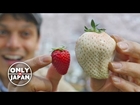 Japan's White Strawberry: Luxury Fruit Unboxing & Adventure ★ ONLY in JAPAN