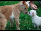 Chihuahua puppy thinks she's a goat